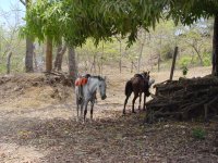 vastgebonden paarden zonder ruiter 