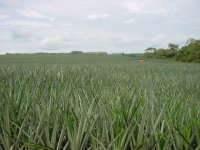 ananas plantage