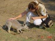 Wallabie