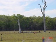 Jacobs Well typische Landschaft