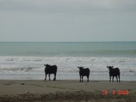 Kuehe auf dem Strand 