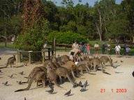 Fuetterung Kangaroos