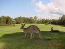 The Gainsborough Greens kangaroos 