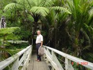 Waireke Ranges Regenwald.