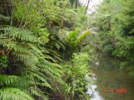 Waireke Ranges Regenwald