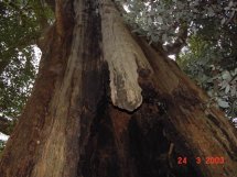 Angebrannter Baum nach Bushfeuer 