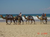 Kamele auf dem Lighthousebeach 