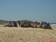 Kamele auf dem Lighthousebeach 