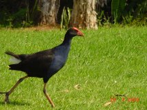 Vogel mit uns unbekanntem Namen 