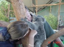 Koala im Naturpark 