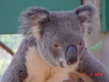 Koala im Naturpark 