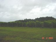 Vineyard 