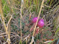 bloeiende Cactus in de wildnis