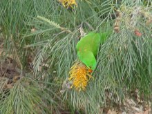 Lorikeet