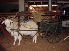 Cobb & Co Museum Australiens groesste Museum mit Carriages