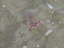 Zeester op de bodem van de rivier.