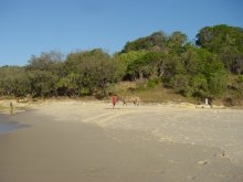 Paard op het Strand