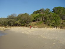 Pferd auf dem Strand