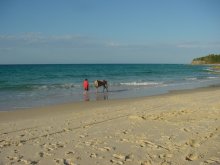 Pferd geht baden.