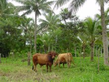 Stier is buiten en de koeien binnen de afrastering.