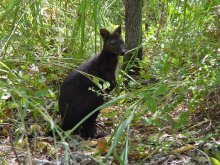 black wallaroo