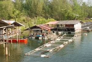 eine Art Fischfarm