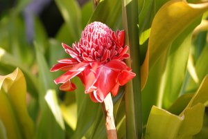 Blume im Hotel Garten