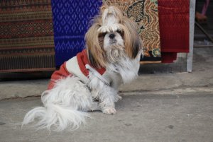 Hund beim Laden in Mae Sai.