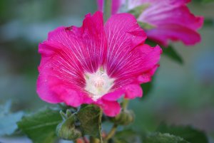 Blume Doi Thung Palace.