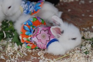 Kaninchen mit Kleid zu verkaufen.