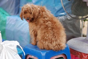 de hond mag mee op de markt