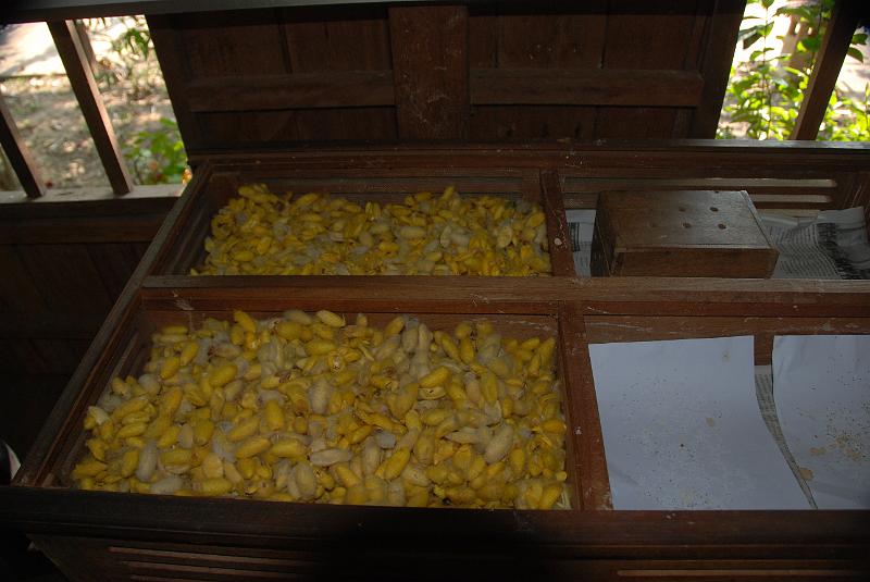 DSC_0214.JPG - Silk Farm / Seide Herstellung / zijde fabrikatie / seda.