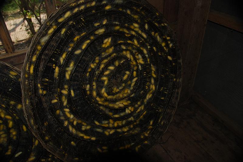 DSC_0219.JPG - Silk Farm / Seide Herstellung / zijde fabrikatie / seda.