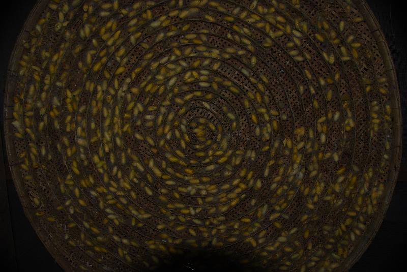 DSC_0220.JPG - Silk Farm / Seide Herstellung / zijde fabrikatie / seda.