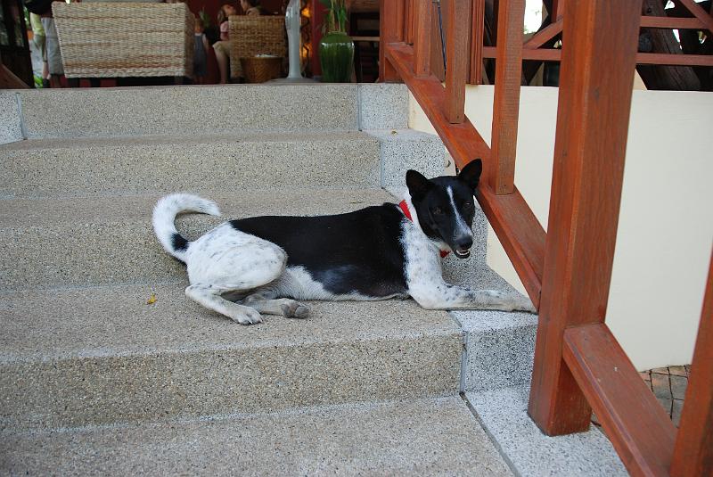 DSC_0602.JPG - Lola.