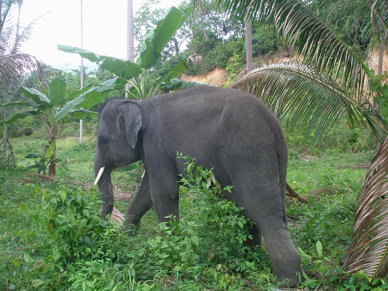 P4010869.JPG - Baby elephant  in the jungle.