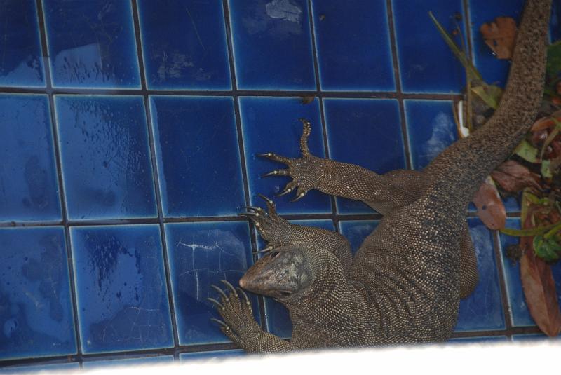 DSC_1098.JPG - This iguana does not look big on the picture, but it actually is aprox. 1.35 m. long !