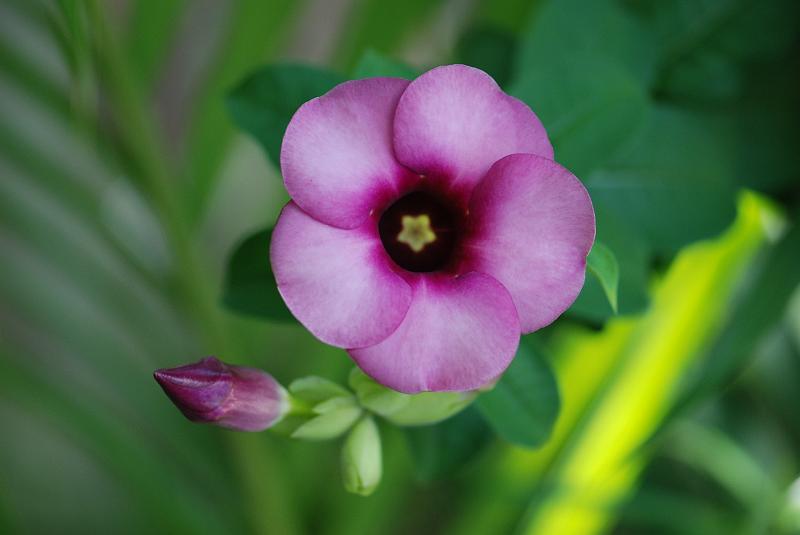 DSC_1107.JPG - Flowers in our garden.