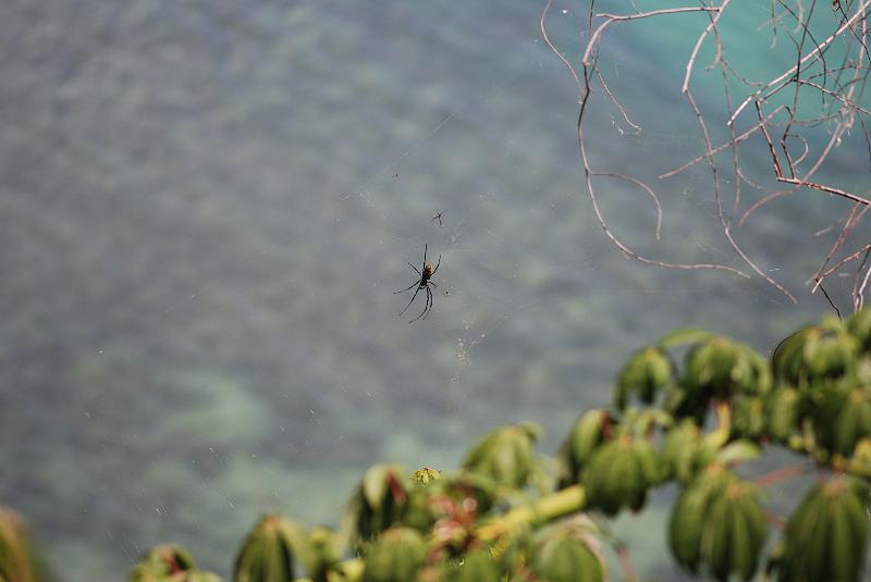 DSC_1115.JPG - Plenty of spiders in our garden.