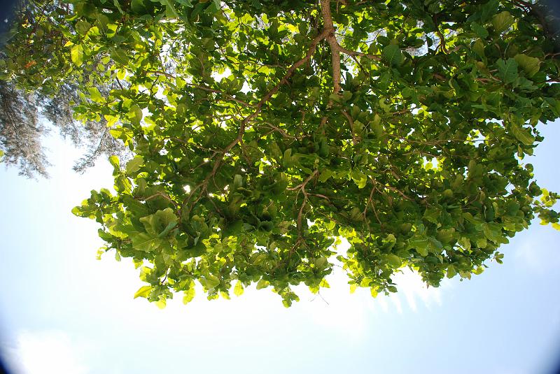 DSC_0993.JPG - Nai Yang Beach. Lying under the trees.