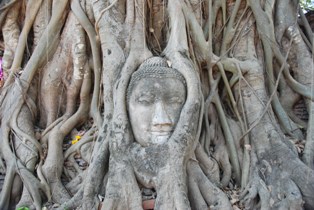 Historical Park Buddha Kopf Wat Phra Mahathat.