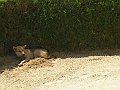 P2130082