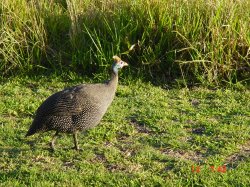 ein Guinea Fowl