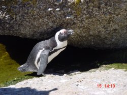 Pinguins in Boulders Beach