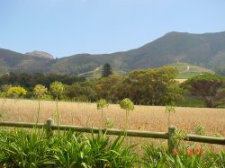 Groot Constantia