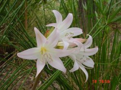 wilde Blumen Kersefontein