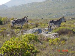 Zebras in het Cape Peninsula Natuur Reservaat