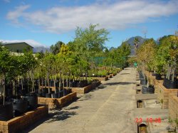 Gartenzenter zwischen Paarl und Franschhoek