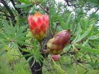 proteas