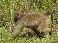 Baboon